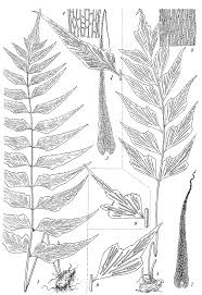 Image result for Asplenium cancellatum