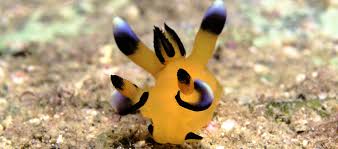 Kết quả hình ảnh cho sên biển