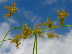 Image result for Cyperus fischerianus