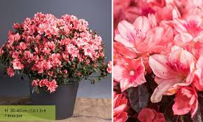 Maybe you would like to learn more about one of these? Azalea Japonica Blaauw S Pink Azalea Blaauw S Pink Shrub Garden Plants Online
