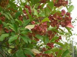 Image result for Combretum kraussii