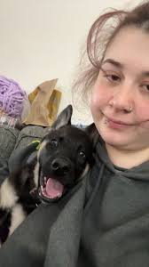 Missing Service Dog in Training in Wash. C.H, Fayette County Ohio