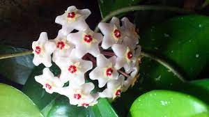 Hoya chelsea, succulent vine, plant, exotic flowering wax real house plant, live plant. My Wax Plant Won T Flower Reasons Why A Hoya Doesn T Bloom