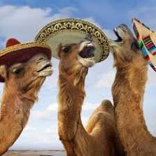 A new version of last.fm is available, to keep everything running smoothly, please reload the site. Hump Day Camel