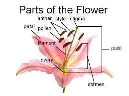 The central part of a typical angiosperm flower is the gynoecium that is composed of one (simple pistil) or. Male And Female Parts Of A Flower And Their Functions Flower Parts For Kids Facts About Flowers Dk Find Out Petals This Layer Of Petals Lies Just Above The Sepal