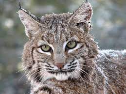Bobcat Best Friends Pets Cat Bobcat Wild Cats