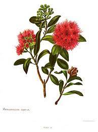 Native new zealand nz native flowers. Page Native Flowers Of New Zealand Djvu 109 Wikisource The Free Online Library
