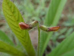 Image result for Eriosema nutans