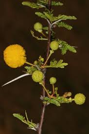 Image result for Acacia tenuispina