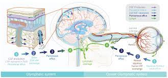 Ijms Free Full Text The Glymphatic System En During Inflammation Html
