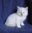 Excellent Ragdoll Kittens for Sale in Ashburn, Virginia ...