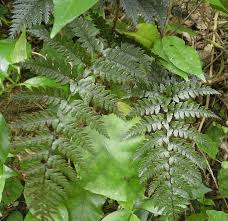 Image result for Pneumatopteris afra