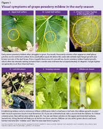 There are very few images of downy and powdery mildew on the web, and the on. Early Season Scouting For Grape Powdery Mildew Good Fruit Grower