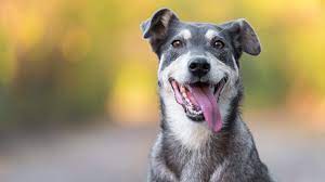Dogs Go Through A Midlife Crisis Just Like Humans Study Finds