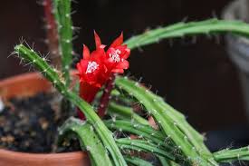 Si bien el cactus tiene fama de no requerir cuidado alguno, esto no es del todo cierto. Aporocactus Un Cactus Con Flores Increibles