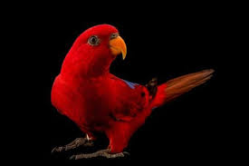 Bird With Orange Beak And Orange Wings Have Parrots Become Too Popular For Their Own Good Parrot Photo National Geographic Society