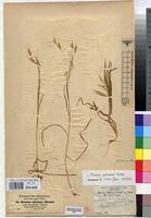 Image result for Bromus leptoclados