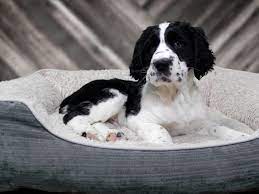 English springer spaniel puppies wisconsin. English Springer Spaniel Dog Male Black White 2265878 Petland Racine Wi