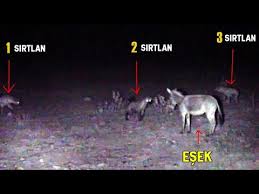Kopeklerin Sikistirdigi Cizgili Sirtlan I Coban Kurtardi Youtube