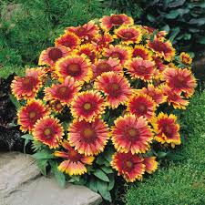 Hot promotions in beautiful heat resistant flowers on aliexpress if you're still in two minds about beautiful heat resistant flowers and are thinking about choosing a similar product, aliexpress is a great place to compare prices and sellers. Gaillardia Aristata Arizona Sun Walters Gardens Inc