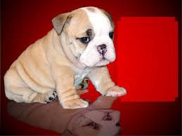 2 on the akc list as of 2020), there is increasing concern to improve their health. English Bulldog For Sale Near Me Craigslist
