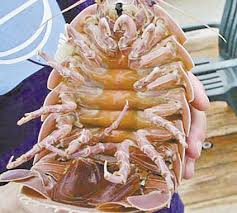 The color of the eggs is great for breeders, as it makes spotting them a cinch. Gulf Of Mexico Home To World S Largest Isopod