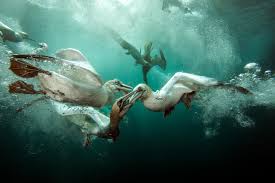 Sumsuk Kuslari Yemek Kavgasinda Underwater Photographer Underwater Photography Underwater Photos