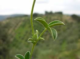 Image result for Argyrolobium fischeri