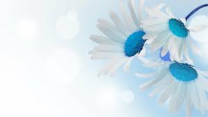Blue and white flower background. Flowers Flower Artistic Blue Daisy White Flower Hd Wallpaper Wallpaperbetter