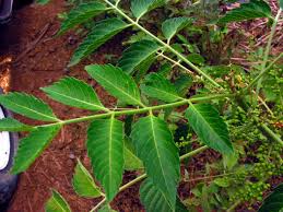 Image result for Brucea