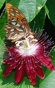 Pin On Flowers