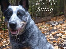 How To Stop A Cattle Dog Puppy Heeler From Biting Pethelpful