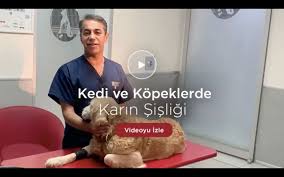 Bogazici Veteriner Poliklinigi Kedi Ve Kopeklerde Karin Sisligi Facebook
