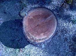 After petrification, but while the logs were still encased in matrix rock, the logs cracked under stress. Identifying An Oak Log