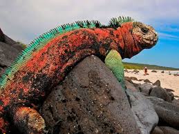 Image result for christmas iguana