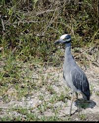 Birds Of Southeast Texas Birds Of Southeast Texas In The Gulf Coast Area By Debra Long Via Behance Bird Photography Wildlife Photography Bird Watching