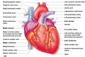 Internnal Diagram Heart Internal Diagram Heart Internal Structure Human Heart Anatomy Human Heart Anatomy Heart Anatomy Heart Diagram