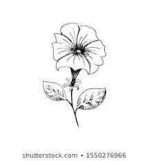 Petunia Images Stock Photos Vectors Shutterstock Petunia Tattoo Flower Tattoo Shoulder Flower Drawing
