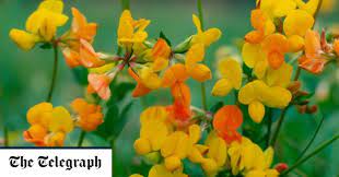 Maybe you would like to learn more about one of these? The 10 Best Apps To Identify Unknown Plants And Flowers The Telegraph
