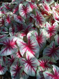 Quero Comprar Essa Palnta In 2020 Foliage Plants Caladium Garden Plants