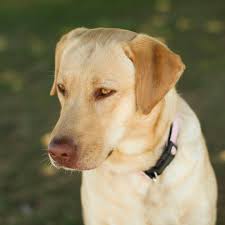 Unnamed - Yellow Labrador Retriever | Yellow labrador retriever, Labrador  retriever, Lab dogs