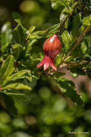 How To Grow Pomegranate Trees From Seeds Or Cuttings Growing Pomegranate From Seed Pomegranate Growing Growing Lemon Trees