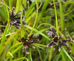 Image result for Cyperus nigricans
