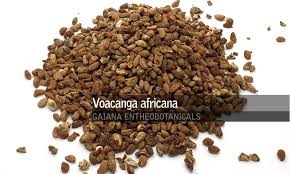 Image result for Voacanga africana