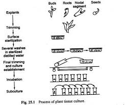 Tissue Culture In Plants With Diagram