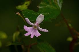 Image result for Impatiens bequaertii