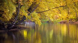 lake pond golden trees tropical forest stream leaves hdr ultrahd black white hd 4k wallpaper 3840x2160 wallpapers hd desktop and mobile backgrounds white hd 4k wallpaper 3840x2160