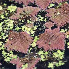 Image result for Azolla pinnata
