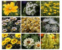 Sommerblumen Ideen Fur Balkon Und Terrasse Stilvolles Design Einfach Gepflanzt Sommerblumen Pflanzen Einjahrige Blumen