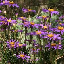 Image result for Felicia filifolia
